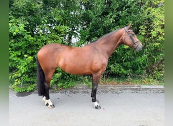 KWPN, Klacz, 13 lat, 167 cm, Gniada