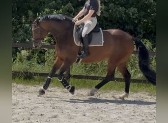 KWPN, Klacz, 13 lat, 167 cm, Gniada