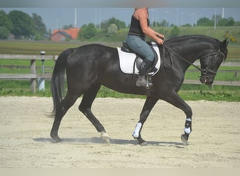 KWPN, Klacz, 13 lat, 167 cm, Skarogniada