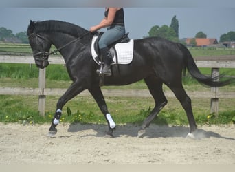 KWPN, Klacz, 13 lat, 167 cm, Skarogniada