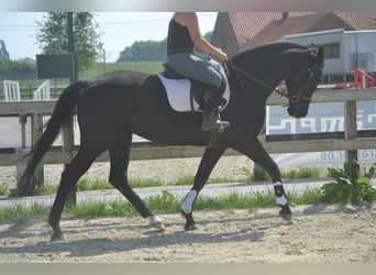 KWPN, Klacz, 13 lat, 167 cm, Skarogniada