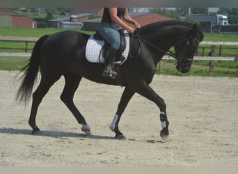KWPN, Klacz, 13 lat, 167 cm, Skarogniada