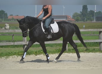 KWPN, Klacz, 13 lat, 167 cm, Skarogniada