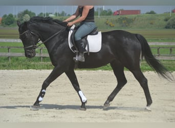 KWPN, Klacz, 13 lat, 167 cm, Skarogniada
