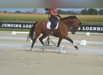 KWPN, Klacz, 13 lat, 168 cm, Gniada