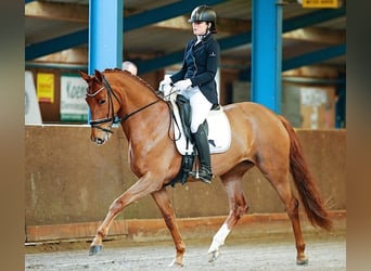 KWPN, Klacz, 13 lat, 168 cm, Kasztanowata