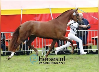 KWPN, Klacz, 13 lat, 168 cm, Kasztanowata