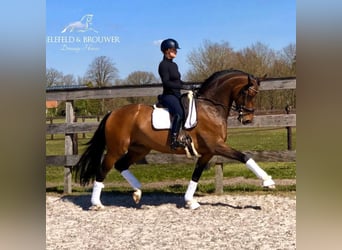 KWPN, Klacz, 13 lat, 171 cm, Ciemnogniada