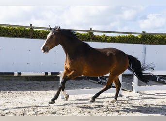 KWPN, Klacz, 13 lat, 176 cm, Gniada