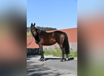 KWPN, Klacz, 14 lat, 163 cm, Gniada