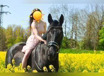 KWPN, Klacz, 14 lat, 164 cm, Kara