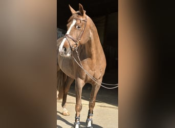 KWPN, Klacz, 14 lat, 165 cm, Ciemnokasztanowata