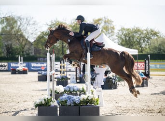 KWPN, Klacz, 14 lat, 165 cm, Ciemnokasztanowata