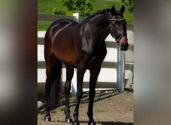 KWPN, Klacz, 14 lat, 165 cm, Gniada