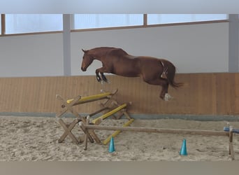 KWPN, Klacz, 14 lat, 165 cm, Kasztanowata