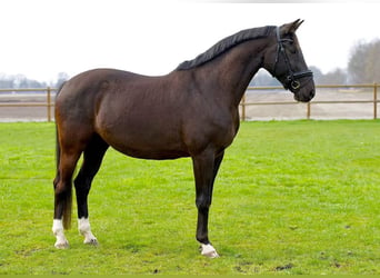 KWPN, Klacz, 14 lat, 167 cm, Kara