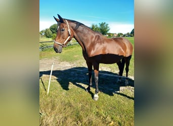 KWPN, Klacz, 14 lat, 168 cm, Gniada