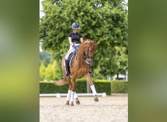 KWPN, Klacz, 14 lat, 168 cm, Kasztanowata
