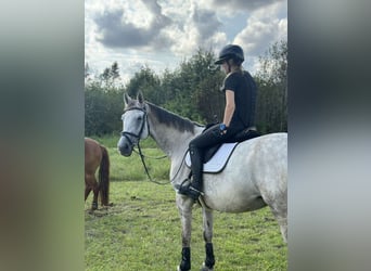 KWPN Mix, Klacz, 14 lat, 168 cm, Siwa jabłkowita