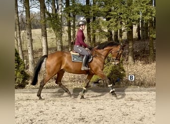 KWPN, Klacz, 14 lat, 169 cm, Gniada