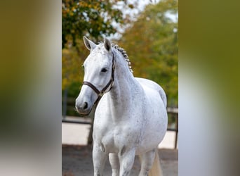 KWPN, Klacz, 14 lat, 169 cm, Siwa