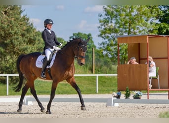 KWPN, Klacz, 14 lat, 170 cm, Gniada