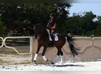 KWPN, Klacz, 14 lat, 170 cm, Gniada