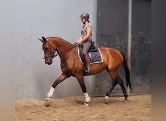 KWPN, Klacz, 14 lat, 173 cm, Gniada
