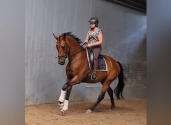 KWPN, Klacz, 14 lat, 173 cm, Gniada