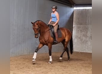 KWPN, Klacz, 14 lat, 173 cm, Gniada