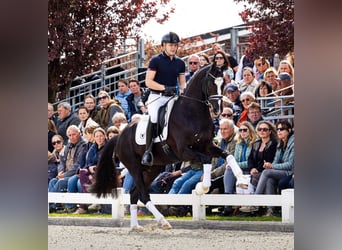 KWPN, Klacz, 14 lat, 173 cm, Gniada