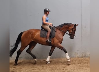 KWPN, Klacz, 14 lat, 173 cm, Gniada