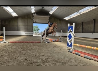 KWPN, Klacz, 14 lat, 174 cm, Kasztanowata