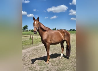 KWPN, Klacz, 14 lat, 174 cm, Kasztanowata