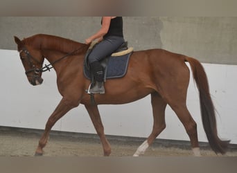 KWPN, Klacz, 14 lat, 174 cm, Kasztanowata