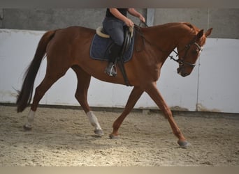 KWPN, Klacz, 14 lat, 174 cm, Kasztanowata