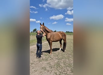 KWPN, Klacz, 14 lat, 174 cm, Kasztanowata