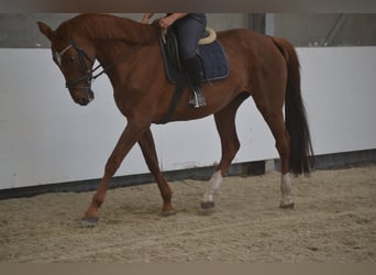 KWPN, Klacz, 14 lat, 174 cm, Kasztanowata