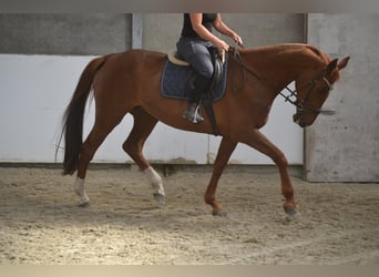 KWPN, Klacz, 14 lat, 174 cm, Kasztanowata