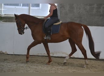 KWPN, Klacz, 14 lat, 174 cm, Kasztanowata