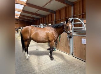 KWPN, Klacz, 15 lat, 160 cm, Gniada