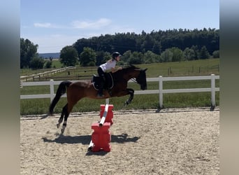 KWPN, Klacz, 15 lat, 160 cm, Gniada