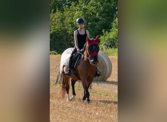 KWPN, Klacz, 15 lat, 160 cm, Gniada