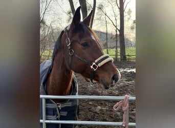 KWPN, Klacz, 15 lat, 163 cm, Ciemnogniada