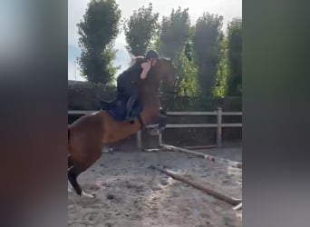 KWPN, Klacz, 15 lat, 163 cm, Gniada