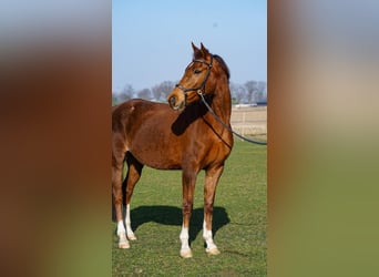 KWPN, Klacz, 15 lat, 165 cm, Kasztanowata