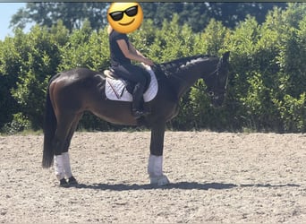 KWPN, Klacz, 15 lat, 167 cm, Ciemnogniada