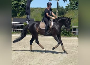 KWPN, Klacz, 16 lat, 163 cm