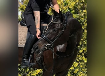 KWPN, Klacz, 16 lat, 163 cm