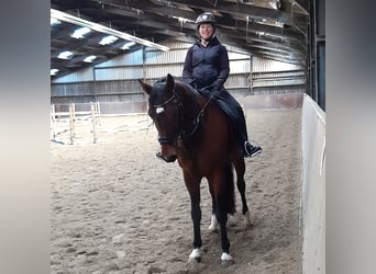 KWPN, Klacz, 16 lat, 165 cm, Ciemnogniada